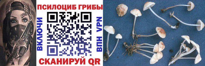 Галлюциногенные грибы Psilocybine cubensis  Хилок 